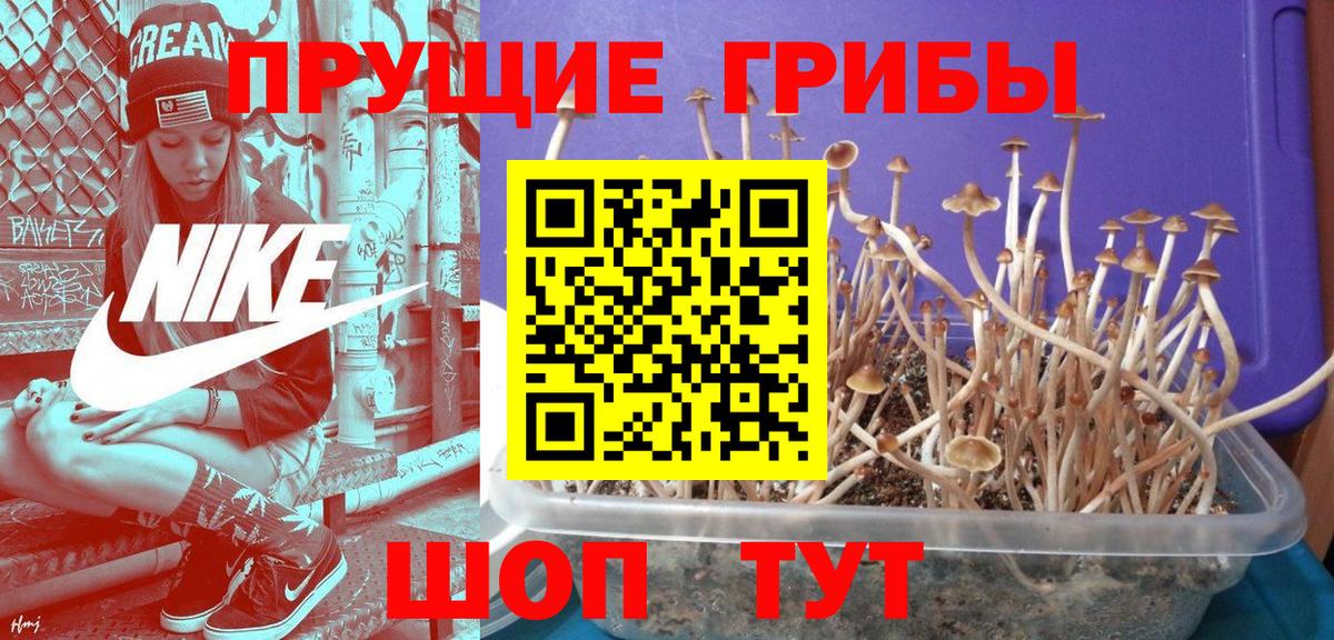 Псилоцибиновые грибы ЛСД  Вход с VPN  Лесосибирск  Псилоцибиновые грибы прущие грибы 